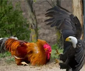 جذابیت حیات وحش؛ خروس ددمنش برای حفاظت از حرمسراش دخل باقی حیواناتو درآورد