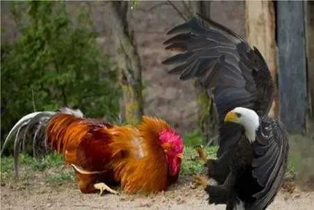 جذابیت حیات وحش؛ خروس ددمنش برای حفاظت از حرمسراش دخل باقی حیواناتو درآورد