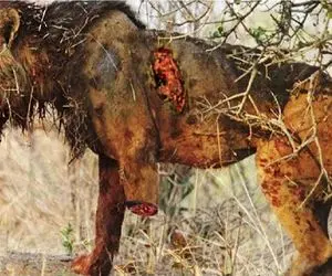 مستند حیات وحش؛ شیر با حیوانات اشتباهی درگیر شد زندگی اش را جهنم کردند