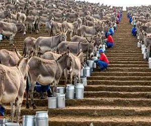 فرآوری الاغ؛ الاغ انقدر دوشیدن شیرش خشکید بردن سلاخخونه برای غذا و دارو 
