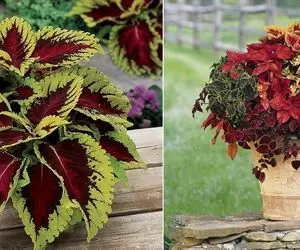 علت سوختگی برگ های حسن یوسف چیست؟ یه گل نوستالژی به یاد قدیم ندیما