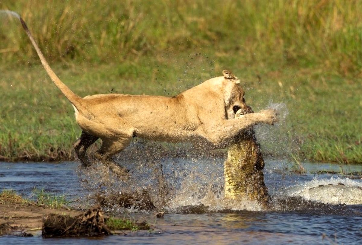 Внезапность нападения. Нильский крокодил против Льва.