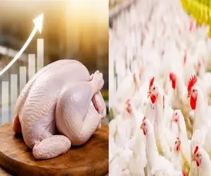 قیمت مرغ امروز 22 تیر 1405 + جدول 