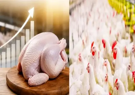 قیمت مرغ امروز 22 تیر 1405 + جدول 