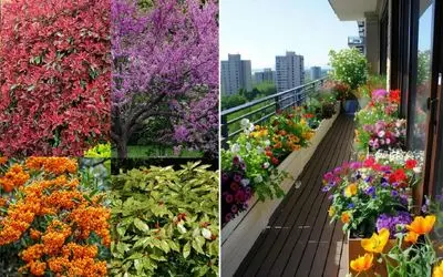 گیاهان مناسب حیاط در زمستان؛ حتی تو سرمای استخوان سوز هم حیاط خونت با نشاط و سرسبزه