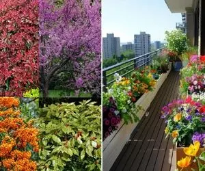 گیاهان مناسب حیاط در زمستان؛ حتی تو سرمای استخوان سوز هم حیاط خونت با نشاط و سرسبزه