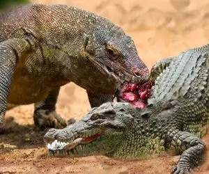 نارام زیان؛ کومودو سفاک تمساح شریر و مذبوحانه به قتل رسوند نشست به تناول کردن