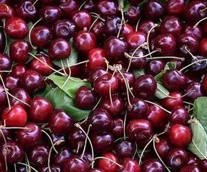 میوه‌های نوبرانه و قیمت‌های نجومی