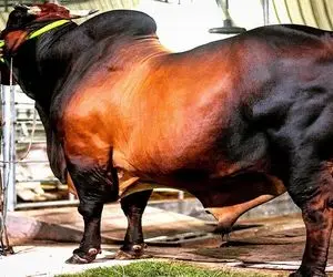 فراوری گاو غول پیکر؛ تو مزرعه مدرن گاوهای گوشتالویی رو پرورش میدن اندازه فیل 