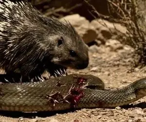 مستند حیات وحش؛ جوجه تیغی تیغ هاش و تو گوشت مار فرو کرد