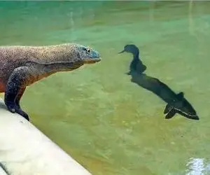 مستند حیات وحش / اژدهای کومودو به طعمه اشتباهی حمله کرد پایانش تلخ بود