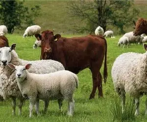 قیمت دام زنده امروز 16 اردیبهشت ۱۴۰۵ + جدول