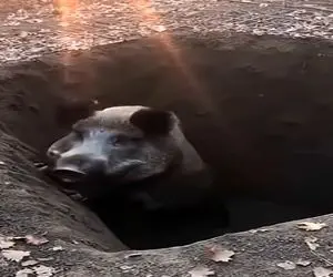 معماری طبیعت؛ خوک سیاه پلشت با خنگی مطلق افتاد تو تله گریه کرد