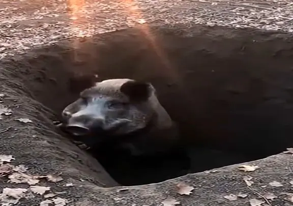 معماری طبیعت؛ خوک سیاه پلشت با خنگی مطلق افتاد تو تله گریه کرد