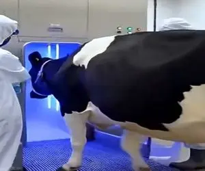 دامداری نوین؛ گاو رو فرستادن تو دستگاه مخصوص بدون این که دستشون خونی بشه شقه اش کردن