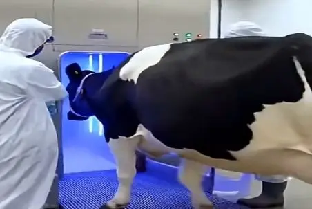 دامداری نوین؛ گاو رو فرستادن تو دستگاه مخصوص بدون این که دستشون خونی بشه شقه اش کردن