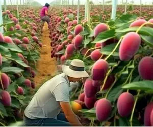 کشاورزی نوین؛ با تجهیزات نوین انبه صورتی کاشتن موقع برداشت مستقیم مبدل به آبمیوه میشه