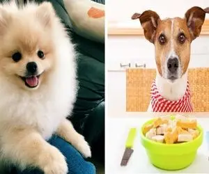 چرا سگ من همیشه گرسنه است؛ دلیل علمی و جالبی که این موضوع داره شگفت زده ات میکنه