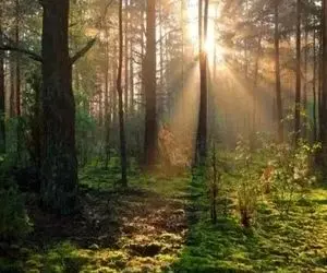 بازی فکری؛ پیدا کردن روباه استتار کرده تو جنگل حتی واسه خلبان هام دشواره؛ تو میتونی؟