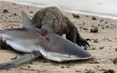 جنگ حیات وحش/ بلعیده شدن کوسه بزرگ توسط اژدهای کومودو وحشی