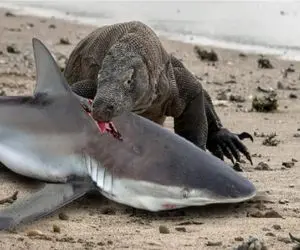 جنگ حیات وحش/ بلعیده شدن کوسه بزرگ توسط اژدهای کومودو وحشی