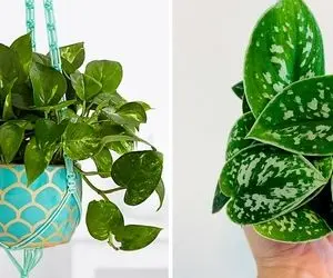 نور مورد نیاز برای نگهداری پتوس؛ با این خوشگلِ رونده زیبایی خونتون چند برابر کنید