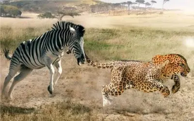 نبرد حیات وحش/ چیتا زخمی کوتاه نمیاد با بدن زخمی بازم دنبال گورخر زبل می کنه