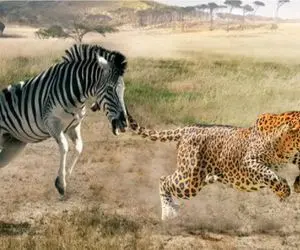 نبرد حیات وحش/ چیتا زخمی کوتاه نمیاد با بدن زخمی بازم دنبال گورخر زبل می کنه