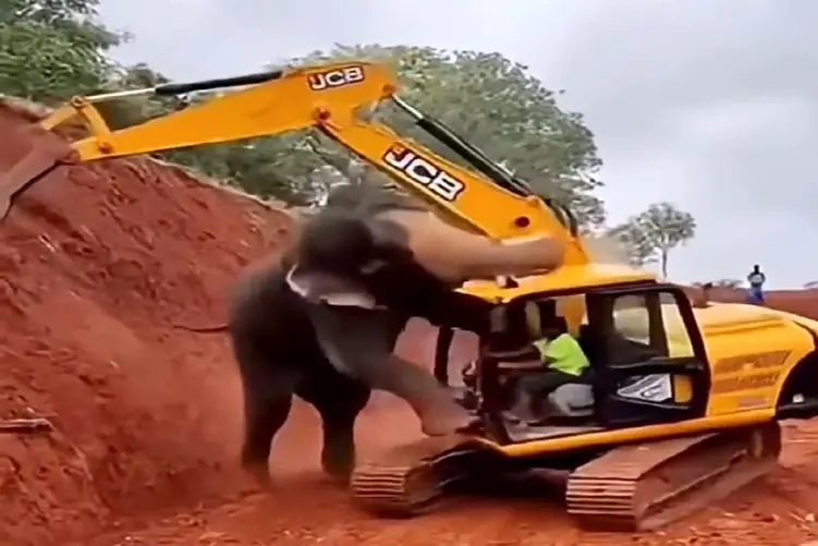 معماری طبیعت؛ نبرد نابرابر فیل و راننده بیل مکانیکی یه برنده داشت که باورکردنی نیست