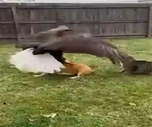 راز بقا؛ گربه رفاقتو در حق سگ تموم میکنه از چنگ عقاب نجاتش میده