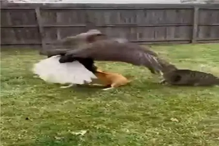 راز بقا؛ گربه رفاقتو در حق سگ تموم میکنه از چنگ عقاب نجاتش میده