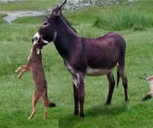 مستند حیات وحش؛ گرگ مقابل خر و خر بازیاش پرچم سفید میزنه