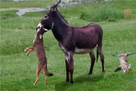 مستند حیات وحش؛ گرگ مقابل خر و خر بازیاش پرچم سفید میزنه