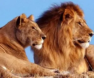 ویدیو جالب | دیده شدن شیر نر در اتوبان همه را شگفت زده کرد!