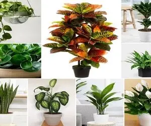گیاهان آپارتمانی ارزان با قیافه ی لاکچری و شاهانه / اینا به خوشگلیشون نمینازن متواضعن