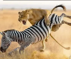 جذابیت حیات وحش؛ خر سیاه سفید شیر و انداخته پشتش به تاخت میره گیر نیفته