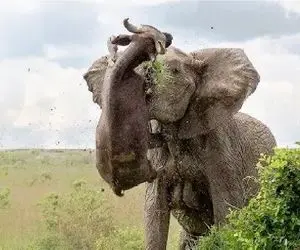 مستند حیات وحش؛ فیل حال نکنه با عاج صاف میکنه