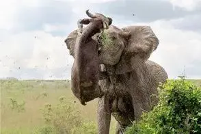 مستند حیات وحش؛ فیل حال نکنه با عاج صاف میکنه