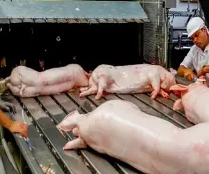 فرآوری خوک؛ خوک صورتی حرومی بعد قلمبه شدن رفت تو دستگاه ذبح مدرن