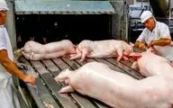 فرآوری خوک؛ خوک صورتی حرومی بعد قلمبه شدن رفت تو دستگاه ذبح مدرن