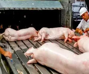 فرآوری خوک؛ خوک صورتی حرومی بعد قلمبه شدن رفت تو دستگاه ذبح مدرن