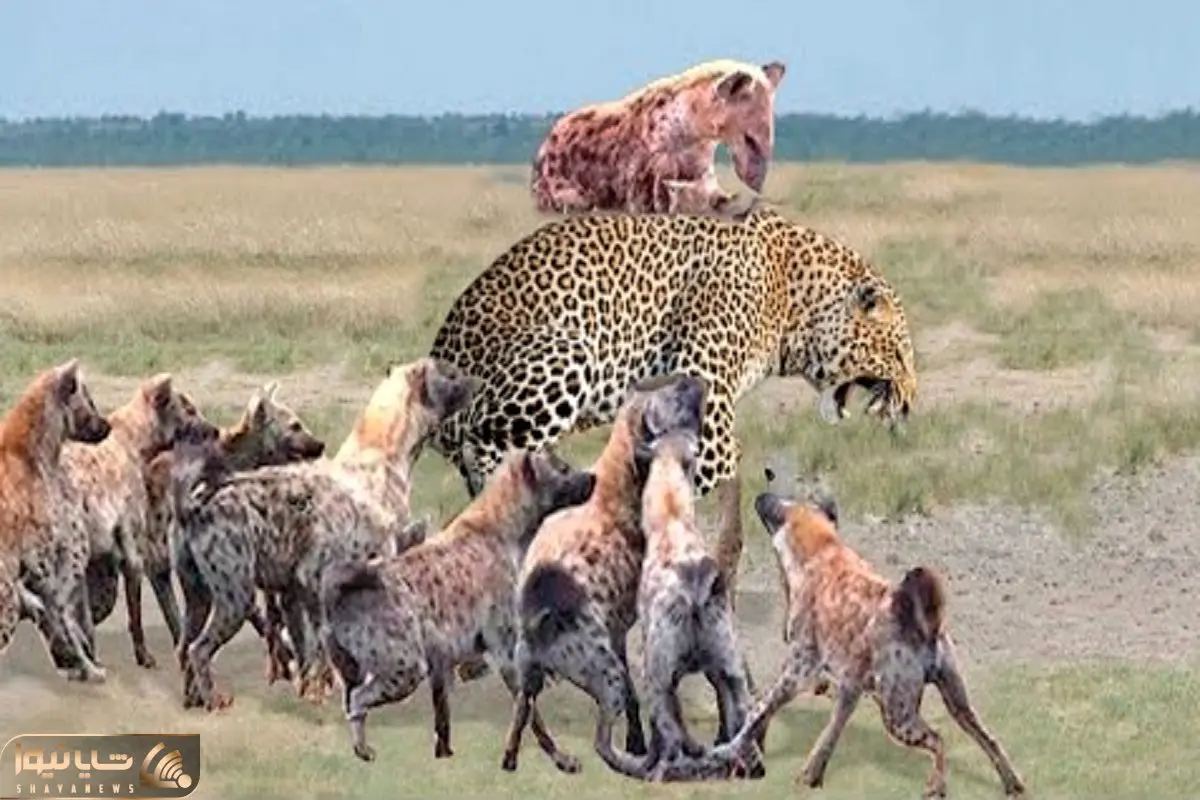 نارام زیان؛ کفتارهای لاشخور از سروکول پلنگ بالا میرن یه تیکه از گوشتشو میخورن