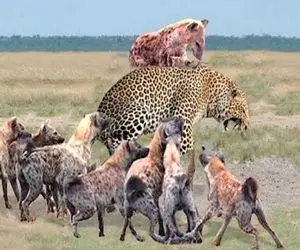 نارام زیان؛ کفتارهای لاشخور از سروکول پلنگ بالا میرن یه تیکه از گوشتشو میخورن