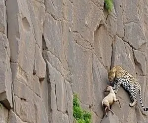 بدایع حیات وحش؛ پلنگ ددمنش برای شکار طعمه لذیذ شبیه بز کوهی صخره هارو درنوردید