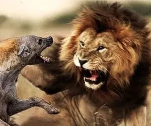 مستند حیات وحش / عناد بی‌امان شیر و کفتار برای لاشخوری