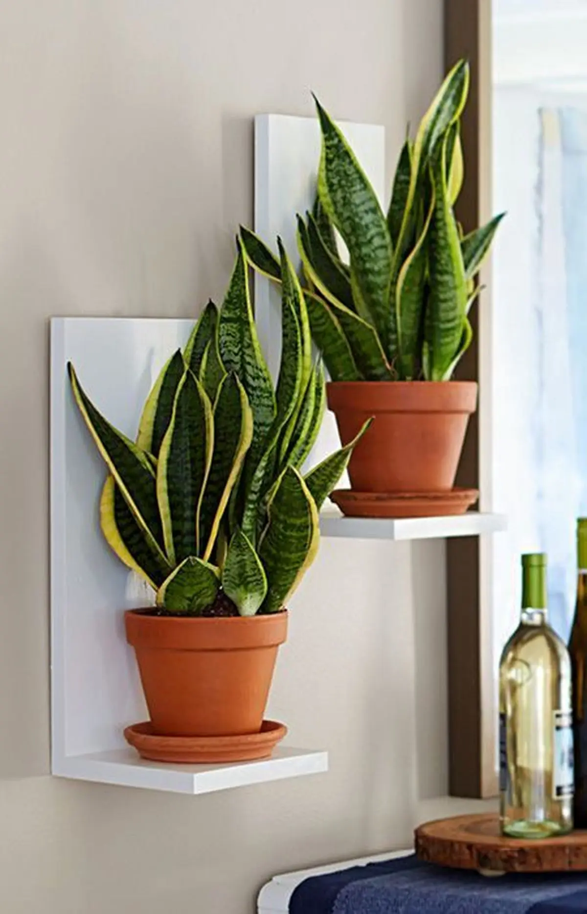 5 Low Light Plants That are Perfect for Apartment Homes _ camdenliving_com _ Guest Blogger