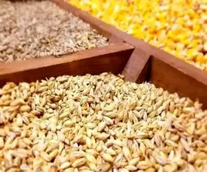 دلیل گرانی نهاده‌های دامی/ گوشت و مرغ گران می‌شود؟