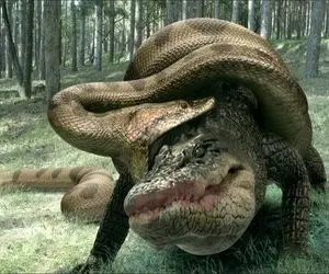 شاهکار حیات وحش؛ پیتون سفاک بدسگال تمساحی که در حال غذا خوردن بود رو قورت داد