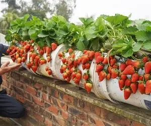 کشاورزی حرفه ای؛ باغچه نداری به جاش توی سطل رنگ توت فرنگی بکار بیا بگم چجوری