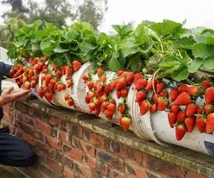 کشاورزی حرفه ای؛ باغچه نداری به جاش توی سطل رنگ توت فرنگی بکار بیا بگم چجوری